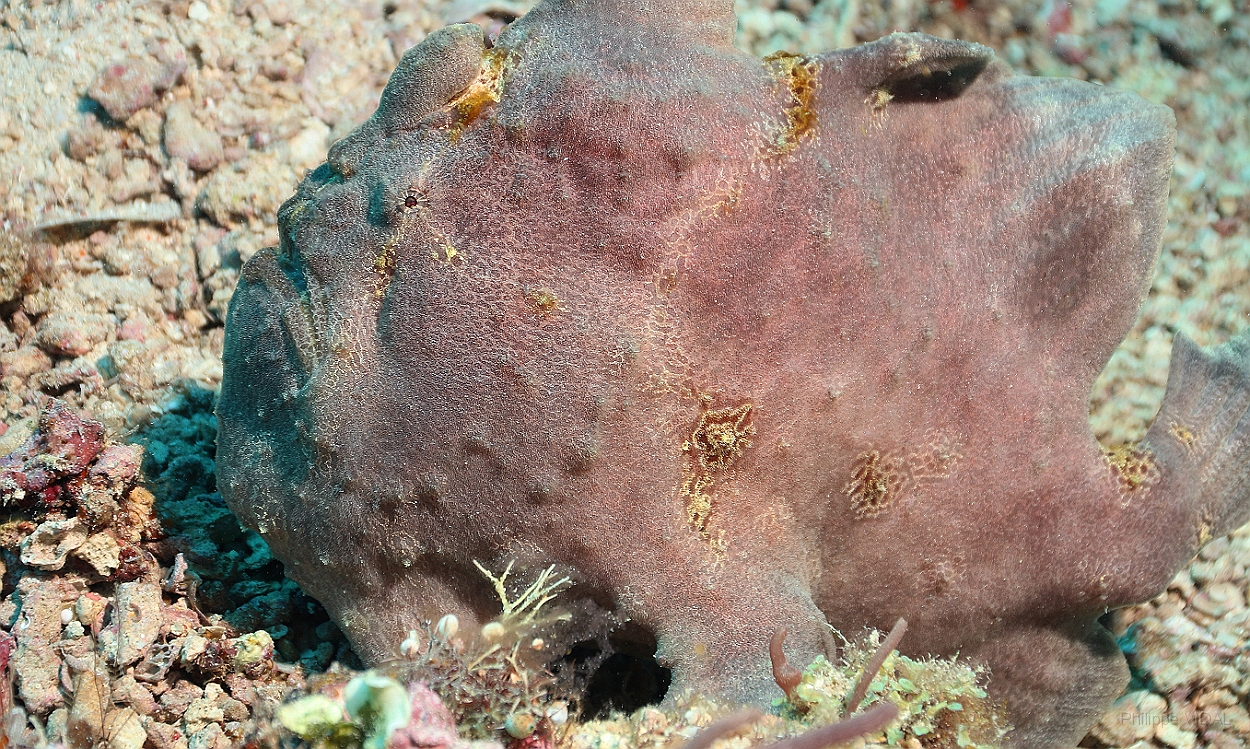 Sipadan_2015_Poisson grenouille_Antennaire geant_Antennarius commerson_IMG_2722_rc.jpg